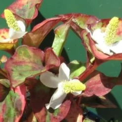 Chamäleon-Pflanze / Houttuynia Cordata Chameleon Im 9x9 Cm Topf