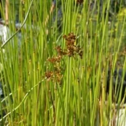 Flatter-Binse / Juncus Effusus Im 9x9 Cm Topf