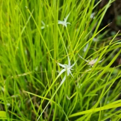 Sternentänzer / Rhynchospora Colorata Im 9 Cm Topf