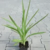 Gartenorchidee / Spiranthes Cernua Odorata 'Chadd's Ford' Im 9 Cm Topf