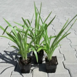 Gartenorchidee / Spiranthes Cernua Odorata 'Chadd's Ford' Im 9 Cm Topf -Hobby Verkäufe GT10825M 1 3