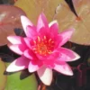Rote Seerose / Nymphaea 'Froebeli' Im 11x11 Cm Topf -Hobby Verkäufe GT11005Wo 1