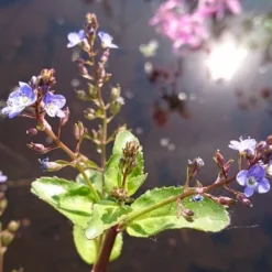 Bachbunge, Bach-Ehrenpreis / Veronica Beccabunga Im 9x9 Cm Topf