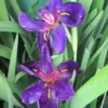 Schwarz-violette Sumpfschwertlilie "Black Gamecock" / Iris Louisiana "Black Gamecock" Im 9 Cm Topf 1 Schwarz-violette Sumpfschwertlilie "Black Gamecock" / Iris Louisiana "Black Gamecock" Im 9 Cm Topf -Hobby Verkäufe GT11146Mo 1 1