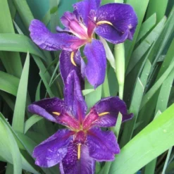 Schwarz-violette Sumpfschwertlilie "Black Gamecock" / Iris Louisiana "Black Gamecock" Im 9 Cm Topf