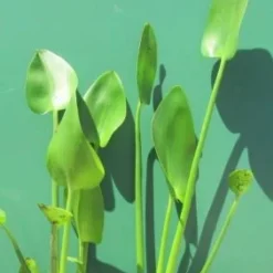 Herzblättriges Hechtkraut / Pontederia Cordata Im 9x9 Cm Topf