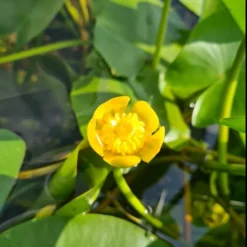 Einheimische Gelbe Teichrose / Nuphar Lutea (luteum) Im 11x11 Cm Topf