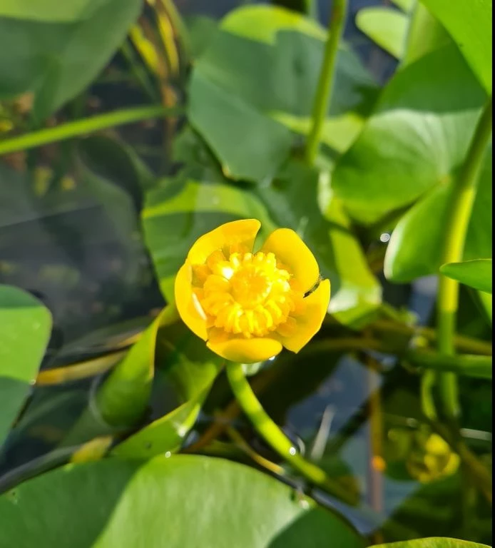 Einheimische Gelbe Teichrose / Nuphar Lutea (luteum) Im 11x11 Cm Topf 3 Einheimische Gelbe Teichrose / Nuphar Lutea (luteum) Im 11x11 Cm Topf