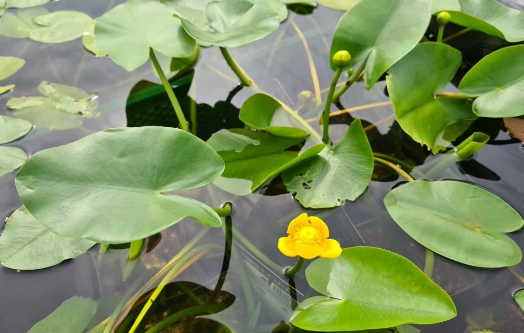 Einheimische Gelbe Teichrose / Nuphar Lutea (luteum) Im 11x11 Cm Topf 4 Einheimische Gelbe Teichrose / Nuphar Lutea (luteum) Im 11x11 Cm Topf – Bild 2