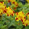 Gefleckte Gauklerblume / Mimulus Lut. Grandiflora Im 9x9 Cm Topf 2 Gefleckte Gauklerblume / Mimulus Lut. Grandiflora Im 9x9 Cm Topf -Hobby Verkäufe GT181038BA 1 1