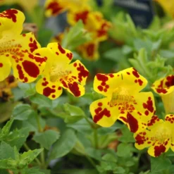 Gefleckte Gauklerblume / Mimulus Lut. Grandiflora Im 9x9 Cm Topf