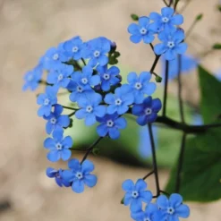 Sumpfvergißmeinnicht "Bill Baker Blue" / Myosotis 'Bill Baker Blue' Im 9x9 Cm Topf