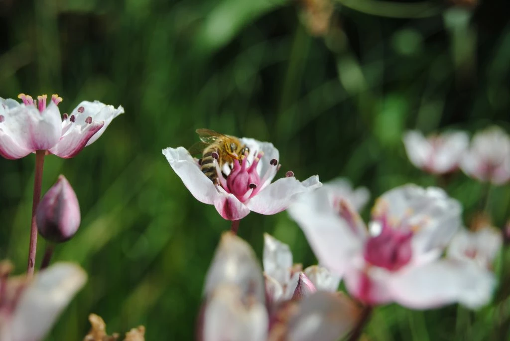 Weiße Schwanenblume - Blumenbinse / Butomus Umballatus "Alba" Im 9x9 Cm Topf 3 Weiße Schwanenblume - Blumenbinse / Butomus Umballatus "Alba" Im 9x9 Cm Topf