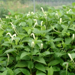 Asiatischer Molchschwanz / Saururus Chinensis Im 9x9 Cm Topf