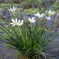 Weißer Sumpfkrokus / Zephyranthes Candida Weiß Im 9x9 Cm Topf