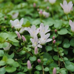Zarter Gauchheil / Anagallis Tenella Im 9x9 Cm Topf