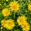 Weiden-Alant / Inula Salicina Im 9x9 Cm Topf 1 Weiden-Alant / Inula Salicina Im 9x9 Cm Topf -Hobby Verkäufe GT182037ba 1 1