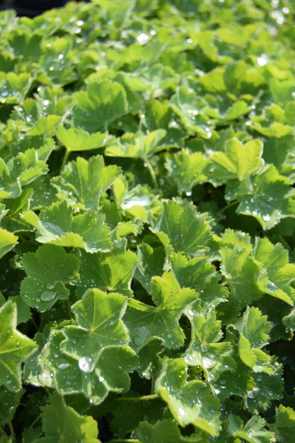 Großblättriger Frauenmantel / Alchemilla Mollis Im 9x9 Cm Topf 3 Großblättriger Frauenmantel / Alchemilla Mollis Im 9x9 Cm Topf