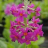 Etagen-Schlüsselblume / Primula Japonica Im 9x9 Cm Topf -Hobby Verkäufe GT182046BA 1 1