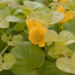 Gelbes Pfennigkraut / Lysimachia Nummularia Aurea Im 9x9 Cm Topf