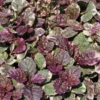 Gestreifter, Kriechender Günsel / Ajuga Reptans Burgundy Glow Im 9x9 Cm Topf -Hobby Verkäufe GT183027BA 1 1