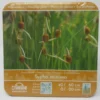 Anzucht-Set Zwergrohrkolben / Typha Minima 1 Anzucht-Set Zwergrohrkolben / Typha Minima -Hobby Verkäufe GT2000wf 1 1