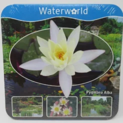 Anzucht-Set Weiße Zwerg-Seerose / Nymphaea Pygmaea Alba (tetragona) Miniseerose