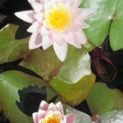 Rosa Seerose / Nymphaea 'Marliacea Rosea' Im 11x11 Cm Topf