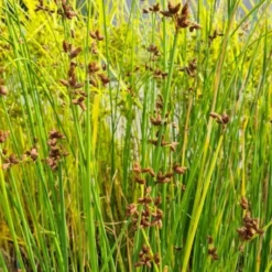 Teichsimse, Seesimse, Flechtbinse / Scirpus Lacustris Im 9x9 Cm Topf