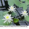 Weiße Wohlriechende Seerose / Nymphaea Odorata Im 11x11 Cm Topf -Hobby Verkäufe GT2800Wo 1 2
