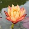 Zweifarbige Seerose / Nymphaea "Wanvisa" *Rarität* 2 Zweifarbige Seerose / Nymphaea "Wanvisa" *Rarität* -Hobby Verkäufe GT3000wf 1 1