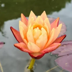 Zweifarbige Seerose / Nymphaea "Wanvisa" *Rarität*