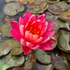 Zweifarbige Seerose / Nymphaea "Wanvisa" *Rarität* -Hobby Verkäufe GT3000wf 1 3