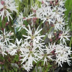 Weiße Kuckucks-Lichtnelke / Lychnis Flos-cuculi "White Robin" Im 9x9 Cm Topf