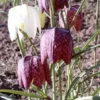 Samen Schachbrettblume / Fritillaria Meleagris - Samen Für Ca. 50 Pflanzen -Hobby Verkäufe GT37PP 1 1 1