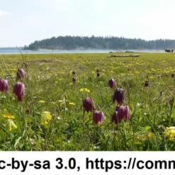 Samen Schachbrettblume / Fritillaria Meleagris - Samen Für Ca. 50 Pflanzen 5 Samen Schachbrettblume / Fritillaria Meleagris - Samen Für Ca. 50 Pflanzen -Hobby Verkäufe GT37PP 1 2 1