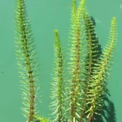 Tannenwedel / Hippuris Vulgaris (Hipperus) Im 9x9 Cm Topf