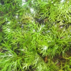 Wasserfeder - Wasserprimel / Hottonia Palustris Im 9x9 Cm Topf