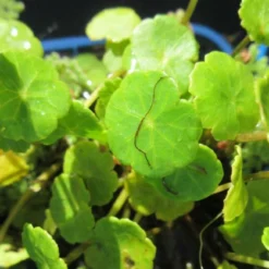 Wassernabel / Hydrocotyle Vulgaris Im 9x9 Cm Topf
