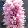 Schlangen-Wiesenknöterich, Rosa / Persicaria Bistorta - Bistorta Officinalis Im 9x9 Cm Topf 1 Schlangen-Wiesenknöterich, Rosa / Persicaria Bistorta - Bistorta Officinalis Im 9x9 Cm Topf -Hobby Verkäufe GT836Wo 1