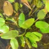 Schwimmendes Laichkraut / Potamogeton Natans Im 9x9 Cm Topf -Hobby Verkäufe GT930Wo 1