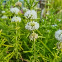 Weiße Englische Wasserminze / Mentha (Preslia) Cervina 'Alba' Im 9x9 Cm Topf