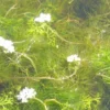 Wasser-Hahnenfuß, Weiß / Ranunculus Aquatilis Im 9x9 Cm Topf -Hobby Verkäufe GT990Wo 1