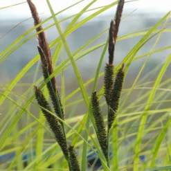 Schmale Sumpfsegge / Carex Gracilis (acuta) Im 9x9 Cm Topf