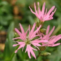 Zwerg-Kuckucksblume / Lychnis Flos-cuculi "Nana" Im 9x9 Cm Topf