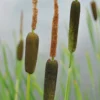 Feinblättriger Rohrkolben / Typha Gracilis Im 9x9 Cm Topf -Hobby Verkäufe GTA 097BA 1 1