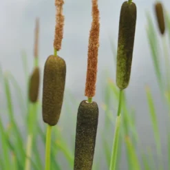 Feinblättriger Rohrkolben / Typha Gracilis Im 9x9 Cm Topf