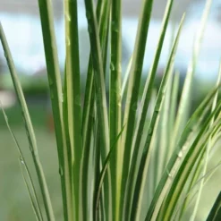 Weiß-bunter Zwergkalmus / Acorus Gramineus "Variegatus" Im 9x9 Cm Topf