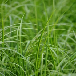 Gestreifter Zwergkalmus / Acorus Gramineus "Ogon" Im 9x9 Cm Topf