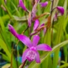 Winterharte Gartenorchidee - Japanorchidee / Bletilla Striata 1 Winterharte Gartenorchidee - Japanorchidee / Bletilla Striata -Hobby Verkäufe GTC 002BA 1 1